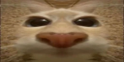otto emote