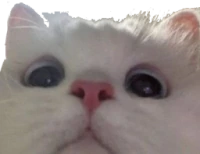 kitten_stare emote