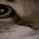 pus emote