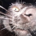 CatSniff emote