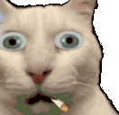 cannyCaTaah animated emote
