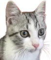 oho emote