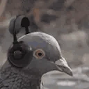 pigeonJam emote