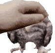 PetPet_wetowl animated emote