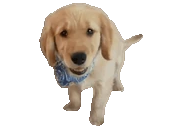 MILO emote