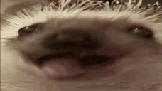xdding emote