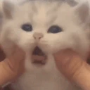 catSquish emote