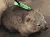 BoberBrushie emote