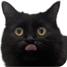 DumfoundedVoid emote