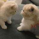 twocatsfightingonacouch emote