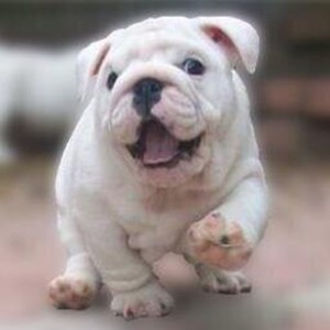 admiralbulldog avatar