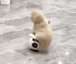 kittywheelie emote