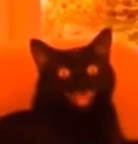 Demonic_Laughing_Cat emote