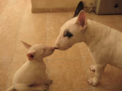 kiss emote