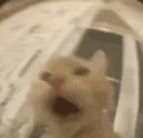 pogpog emote