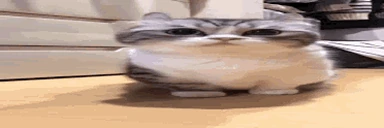 WHAT emote