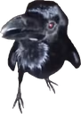 Relu emote