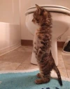 Stand emote