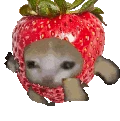 Strawberrycatrun emote