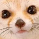 fennecLookingAtYou emote