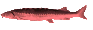 JoelJams emote