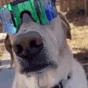 DogLookingWickedAndCool emote