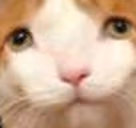 elp emote