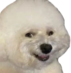 Sneaky_Bichon emote