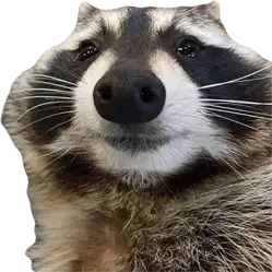 raccoon emote