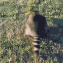 PanicRoll emote