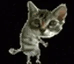 catdancing emote