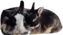 fluffle static emote