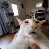CE_ong emote