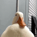 gooseKISS animated emote