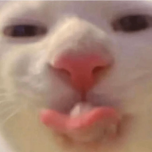 cat_licking emote