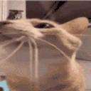 byeee emote