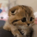 reach emote