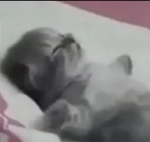 cat_sleep emote