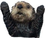 OtterHypers static emote