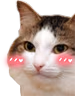 kiisu_blush emote