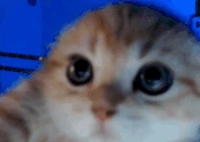 miyav emote