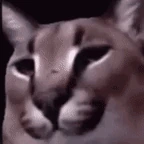 Floppabeatbox69 emoji