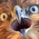 falconwtf2 emote