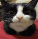 meowmeowmeow emote