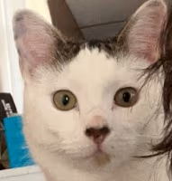 CatscuseMe emote
