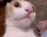 CatSurprised emote