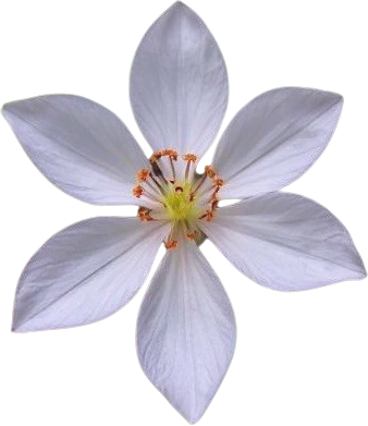 Flower emote
