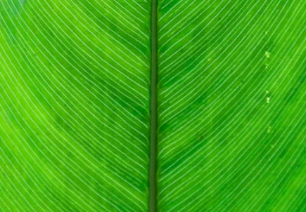 Leaf emote