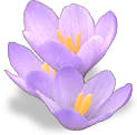 flower_lilac emote
