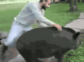 dzik animated emote
